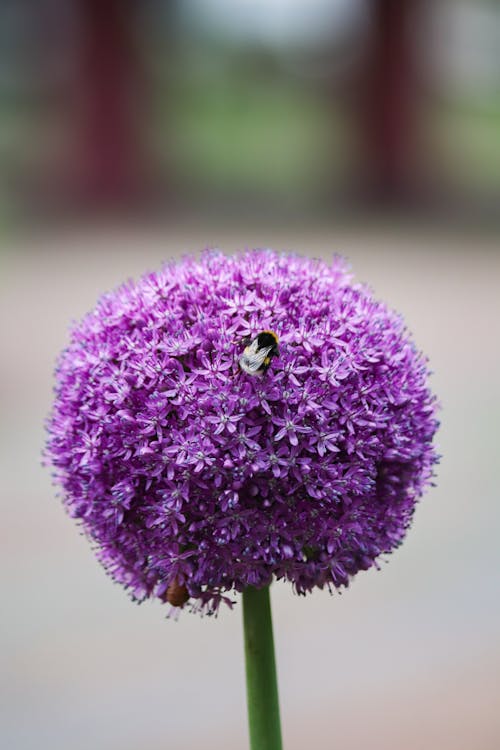 A purple flower with a bee on it