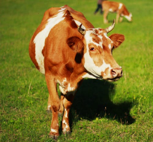 Cow on Field