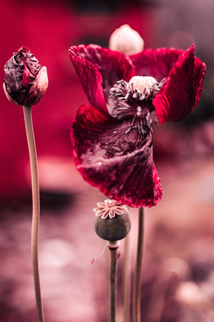 Red Petaled Flower