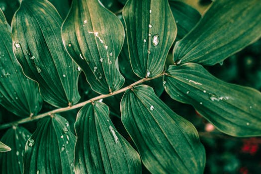Close-up of vibrant green leaves with dewdrops, showcasing nature's freshness.