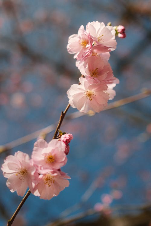 A branch of pink flowers with blue sky in the background