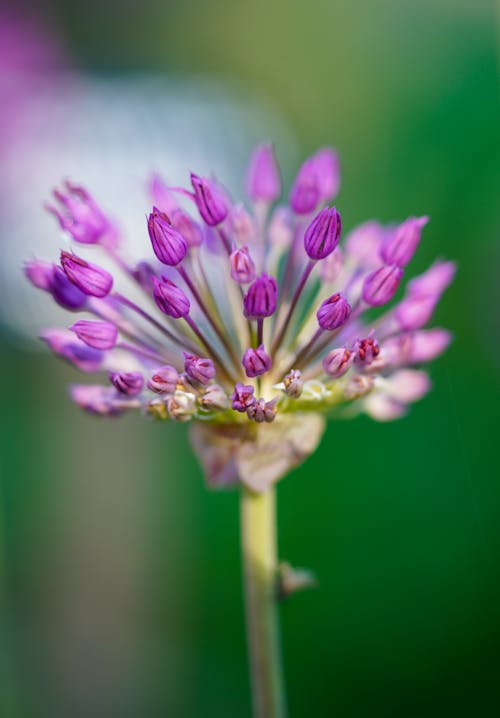 Gratis arkivbilde med blad, blomst, blomsterblad