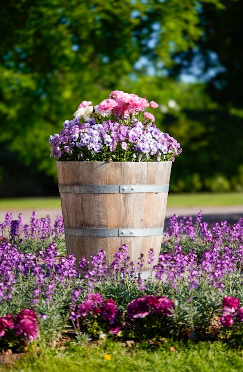 꽃, 꽃이 피는, 냄비의 무료 스톡 사진