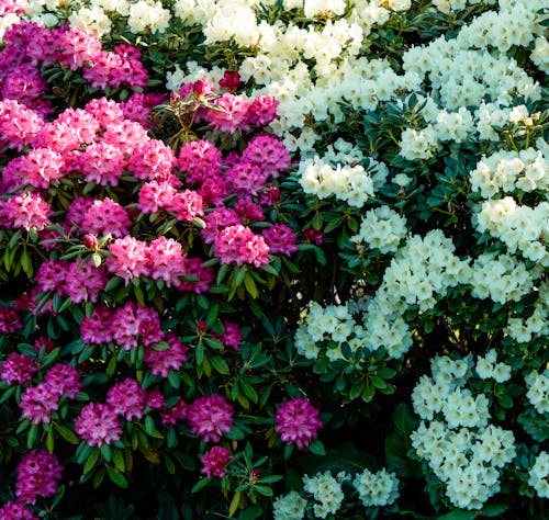 Gratis arkivbilde med årstid, blad, blomst