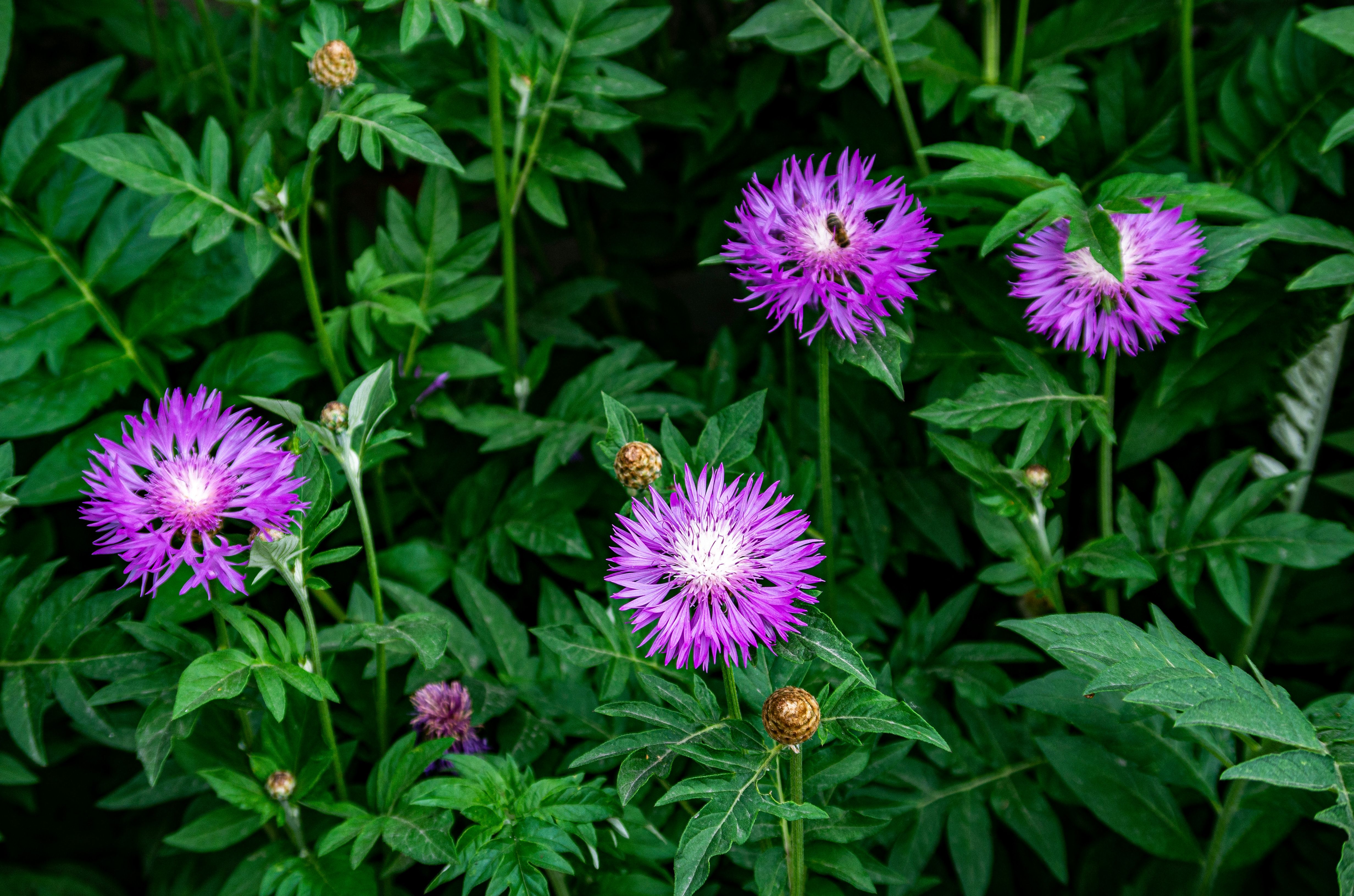 Close-up of Purple Flowers · Free Stock Photo