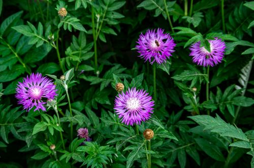 Free Close-up of vibrant purple wildflowers among lush green foliage, capturing the essence of summer in nature. Stock Photo