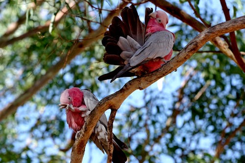 pink and grey galahs