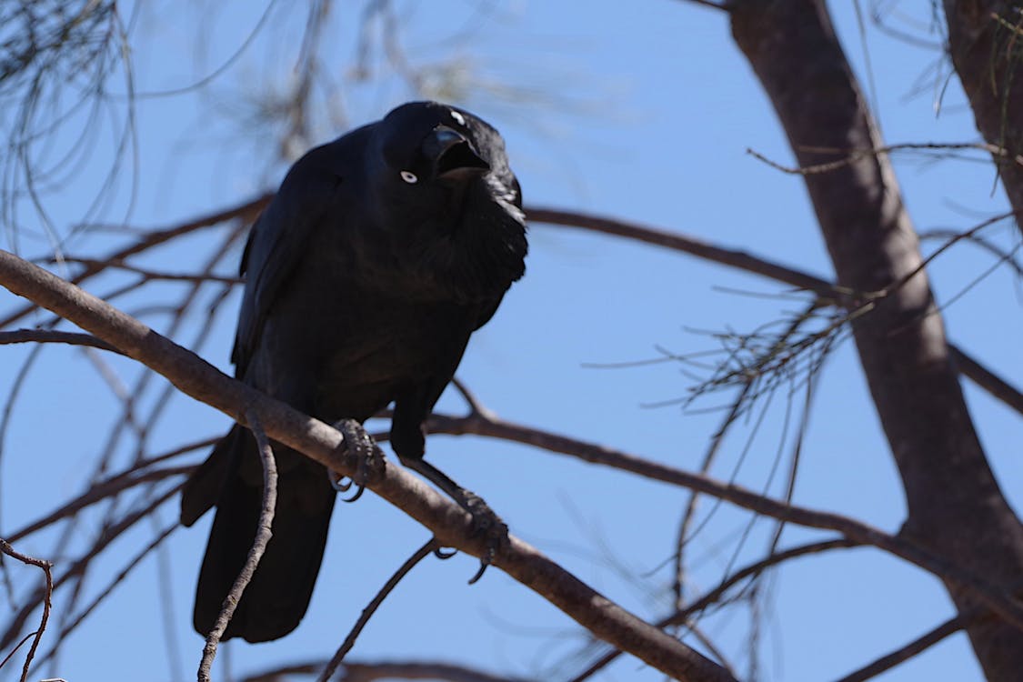 AUSTRALIAN RAVEN