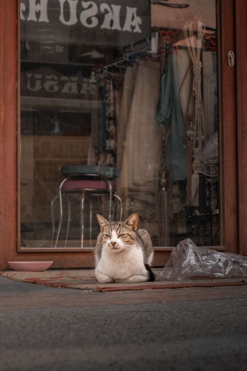 Free A content cat relaxes in a store window, capturing urban charm. Stock Photo