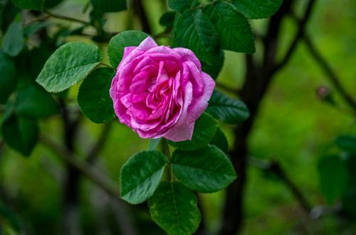 Free Close-up of a vibrant pink rose blooming amidst lush green foliage, capturing nature's beauty. Stock Photo
