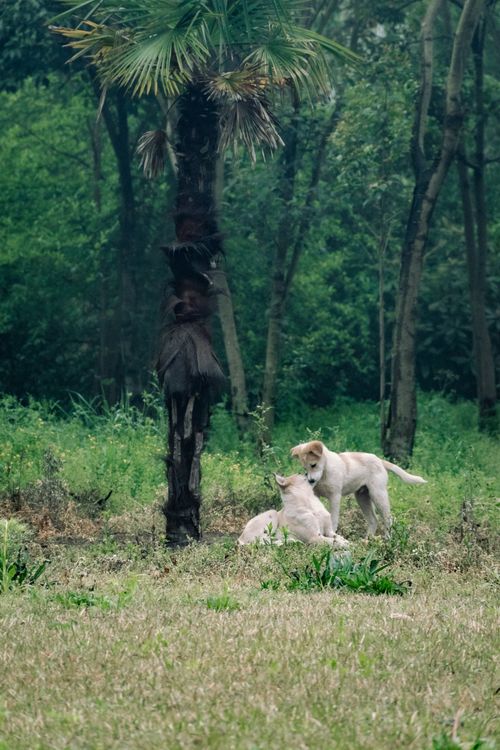 Free Two playful dogs in a vibrant green forest setting, engaged near a palm tree. Stock Photo