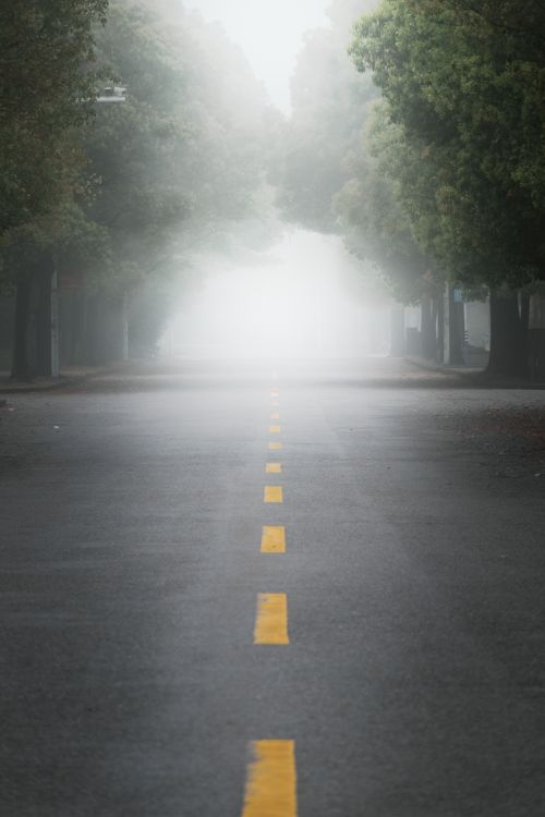 Free A foggy street scene featuring a symmetrical road lined with trees and vanishing perspective. Stock Photo