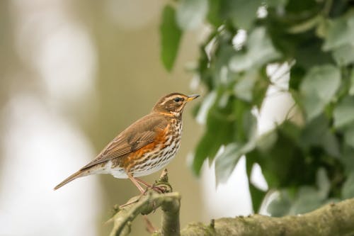 hd 배경 바탕 화면, hd 벽지, turdus 필라리스의 무료 스톡 사진