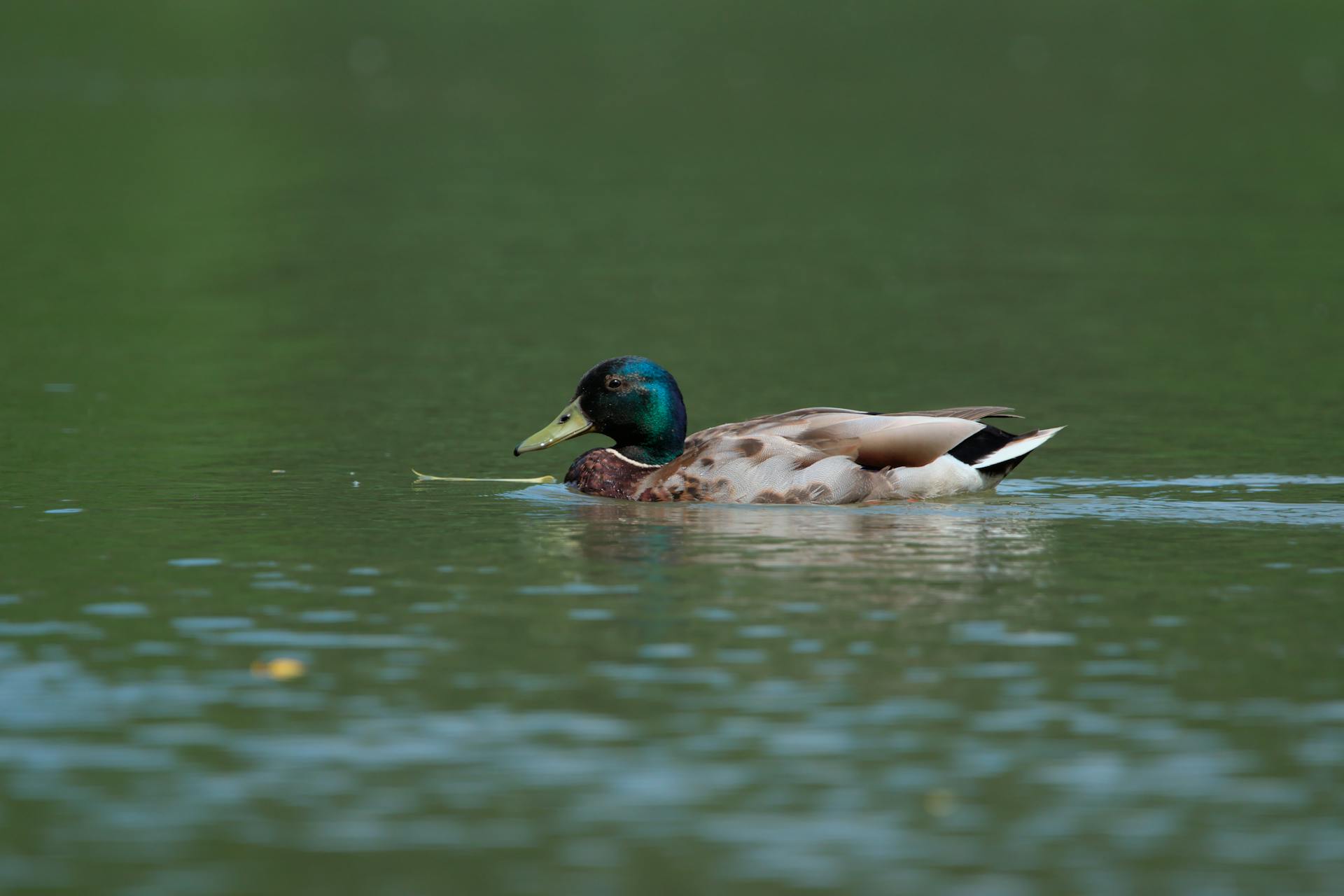 Close-up of a Drake Swimming in a Body of Water