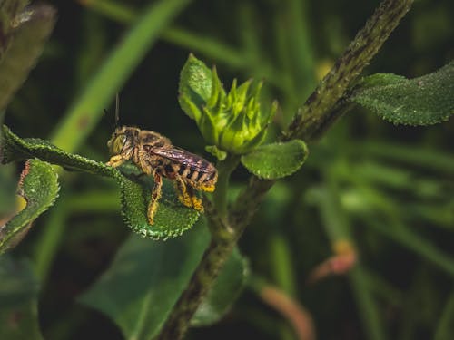 Kostenloses Stock Foto zu biene, insekt, insektenfotografie