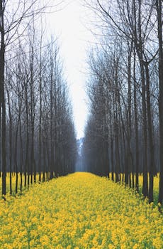 光秃秃的树木之间，一条充满活力的黄色花径延伸开来，营造出宁静的景象