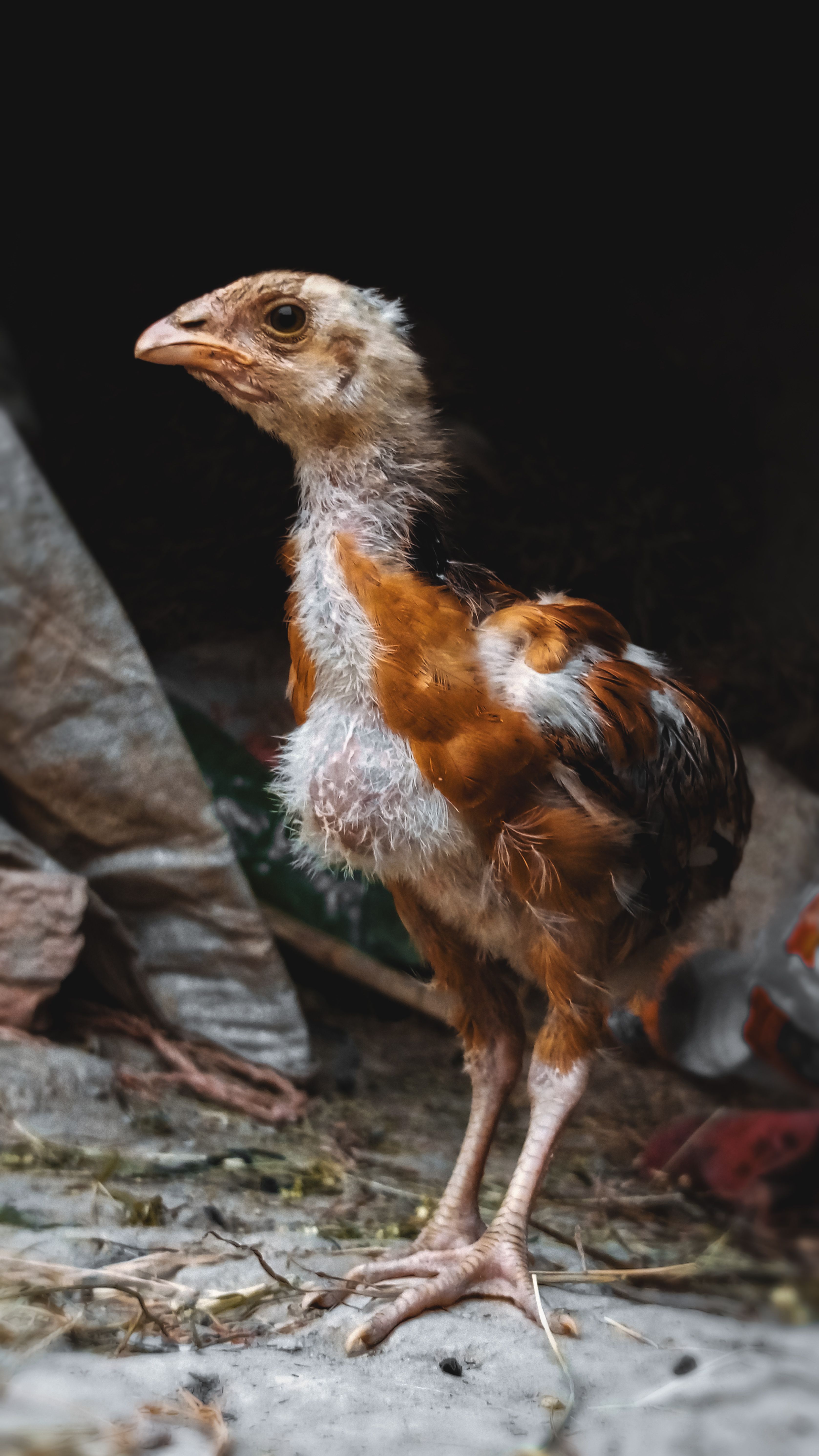 Close-up of a Chick · Free Stock Photo
