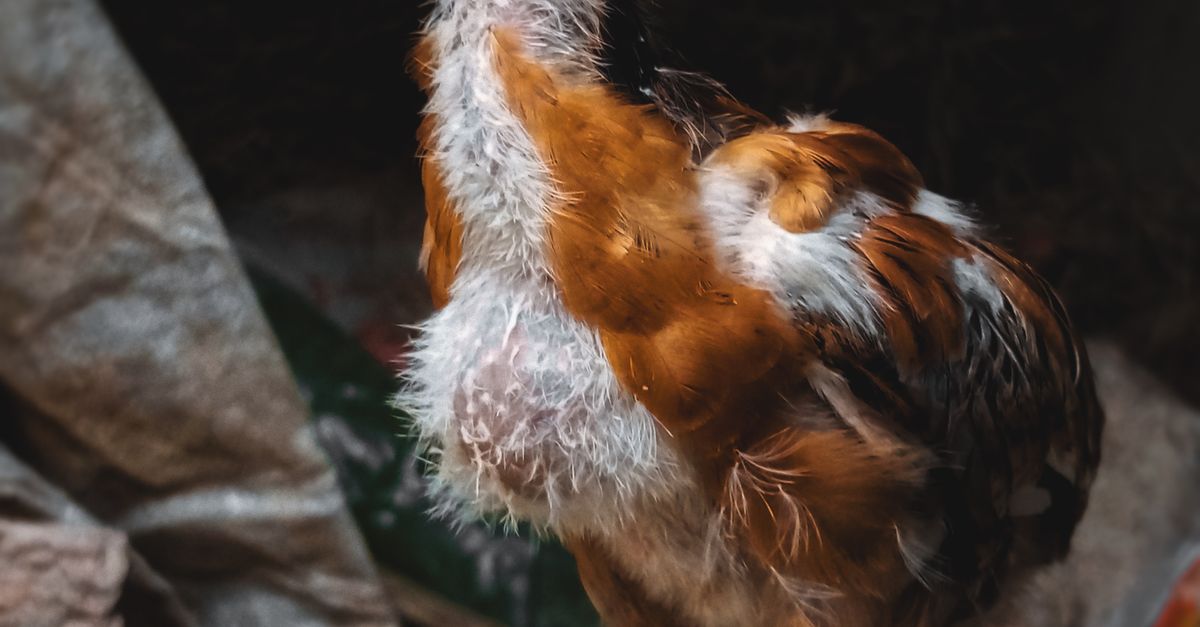 Close-up of a Chick · Free Stock Photo