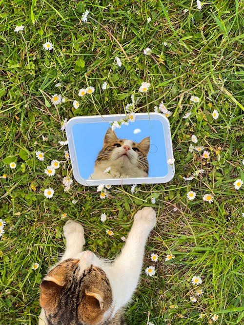 Cat Lying Down over Mirror on Meadow