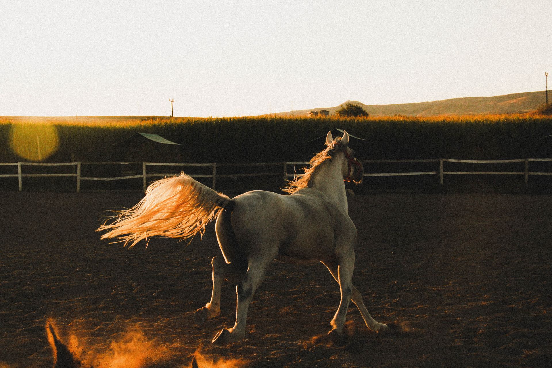A beautiful horse gallops across a rural paddock at sunset, capturing motion and natural beauty.