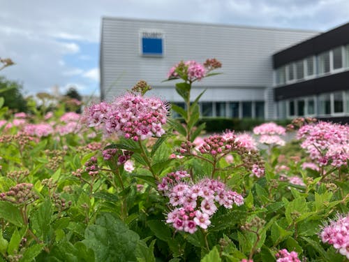 Gratis lagerfoto af blomster, bygning baggrund