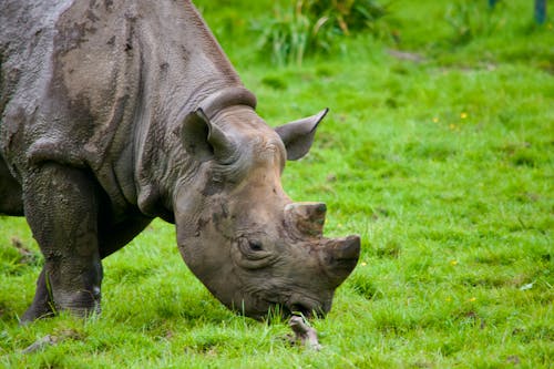 Gratis arkivbilde med natur, neshorn