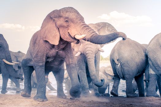 A group of African elephants enjoying a sunny day by the waterhole, showcasing their majestic presence.