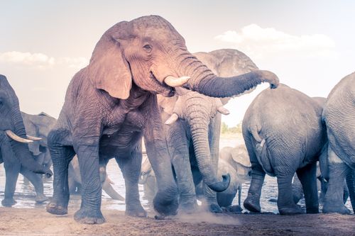 Free A group of African elephants enjoying a sunny day by the waterhole, showcasing their majestic presence. Stock Photo