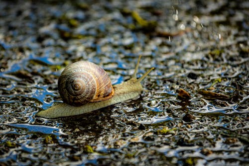 かたつむり, カタツムリの殻, ぬれた床の無料の写真素材