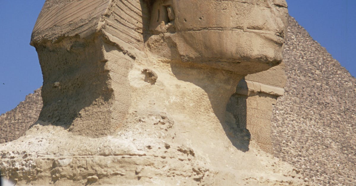 How much are Sphinx cats UK