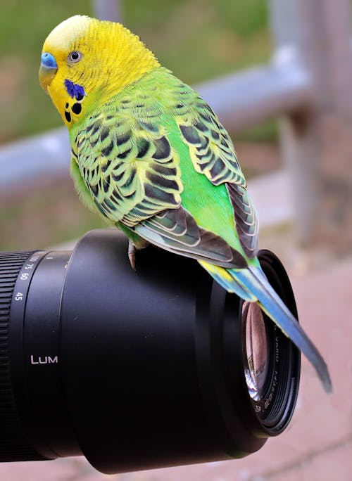 Close-Up Photo of Bird