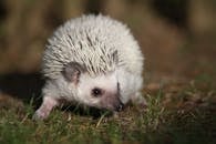 近距离拍摄的户外白刺猬十分可爱，展现出它独特的尖刺和好奇的表情