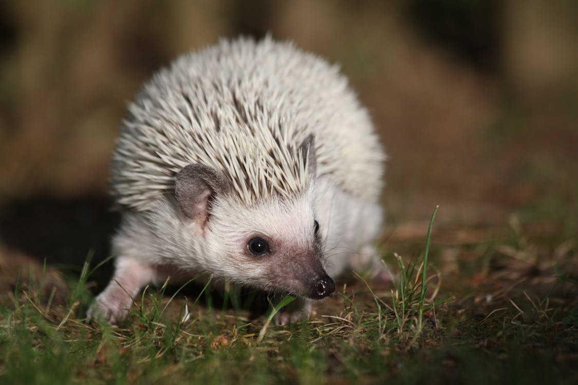 Free White Hedgehog in Grass Stock Photo