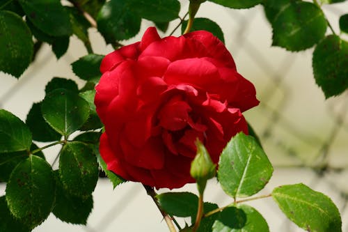 Red Rose