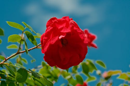 Red Rose