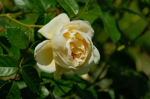 White Rose