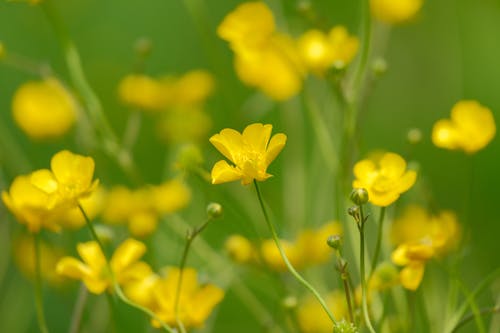 คลังภาพถ่ายฟรี ของ ranunculus, ดอกไม้บาน, ดอกไม้สวย