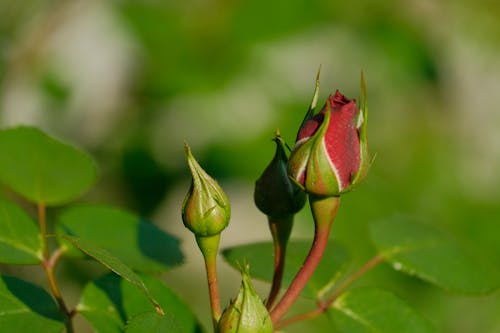 คลังภาพถ่ายฟรี ของ rosebud, กุหลาบสีแดง, ดอกไม้สวย