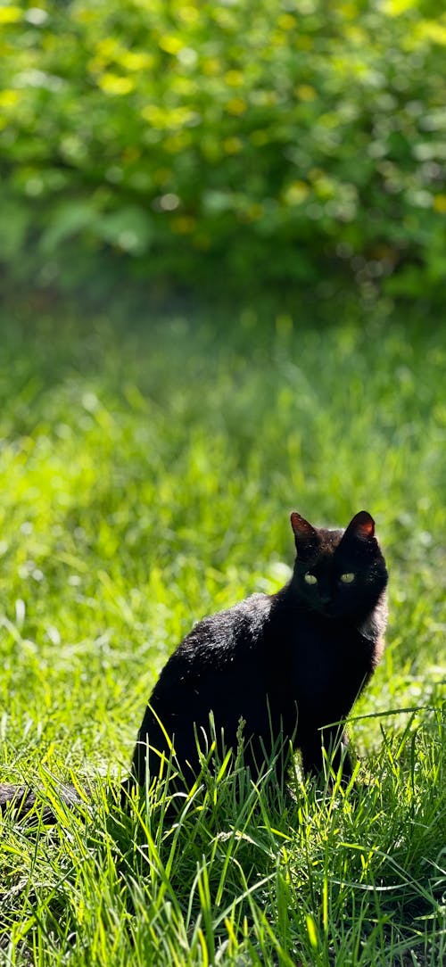 Ingyenes stockfotó fekete macska, háttérkép, macska témában