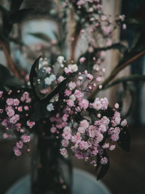 Základová fotografie zdarma na téma aranžování květin, barva, broskev