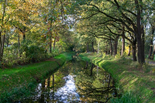 A canal in the middle of a forest with trees