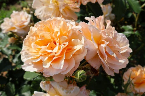 Бесплатное стоковое фото с primavera, весенние цветы, желтая роза