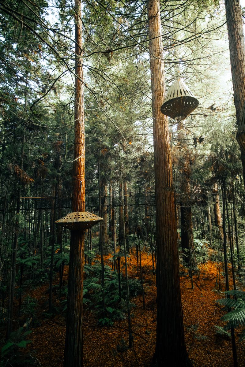 Redwood Treewalk · 红木树顶步道