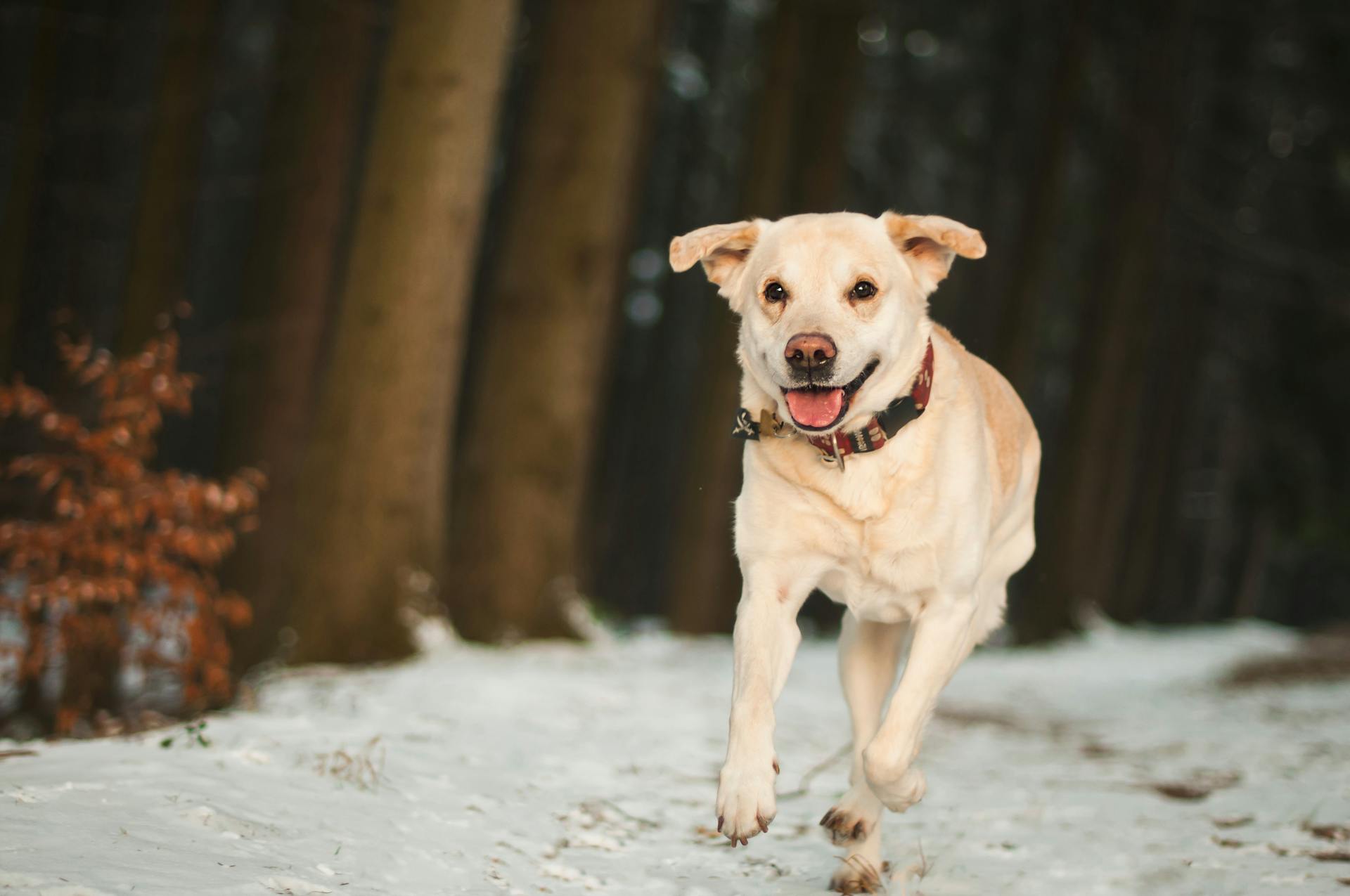 Porträtt av hund