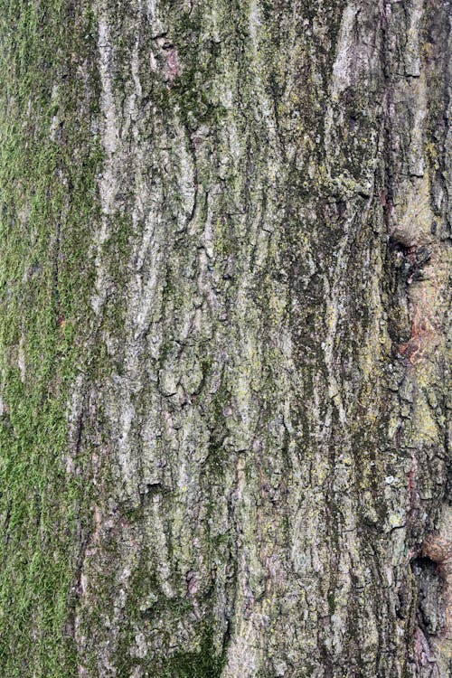 Imagine de stoc gratuită din arbore, cherestea, cortex
