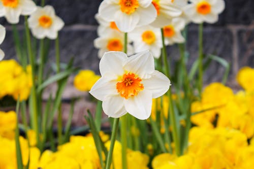 Základová fotografie zdarma na téma bílé květy, bílé okvětní lístky, botanická zahrada