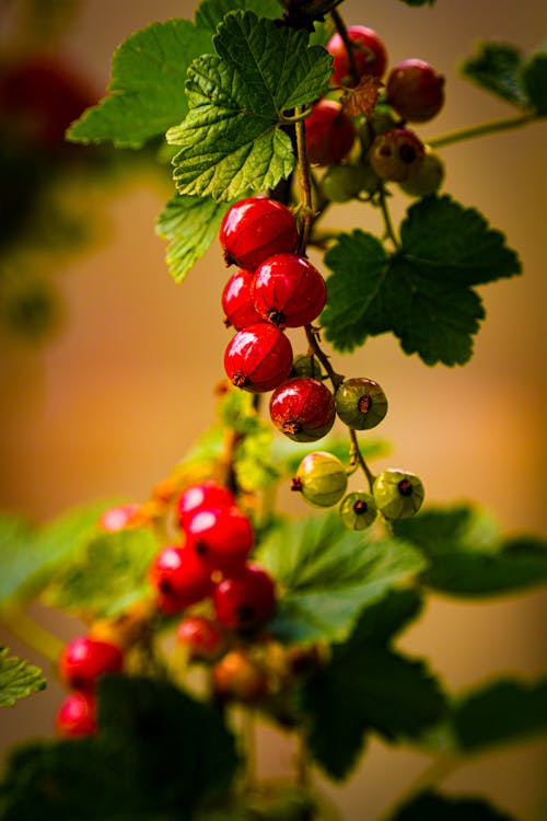 Free stock photo of berries, bio, currants