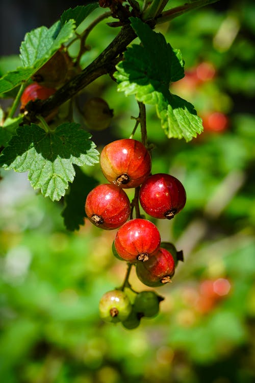 Kostenloses Stock Foto zu beeren, bio, ernte