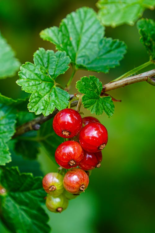 Free stock photo of berries, bio, currants