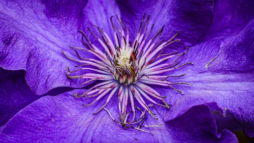 Free stock photo of bloom, climbing plant, close up view